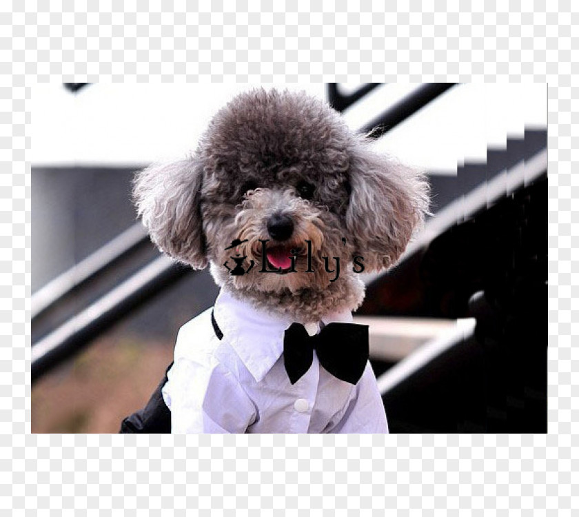 Dog Puppy T-shirt Wedding Dress Suit PNG