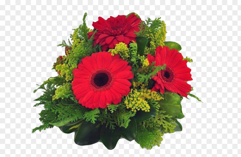 Flower Transvaal Daisy Floral Design Cut Flowers Red PNG