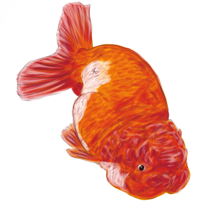 Goldfish Feeder Fish Bony Fishes Vertebrate PNG