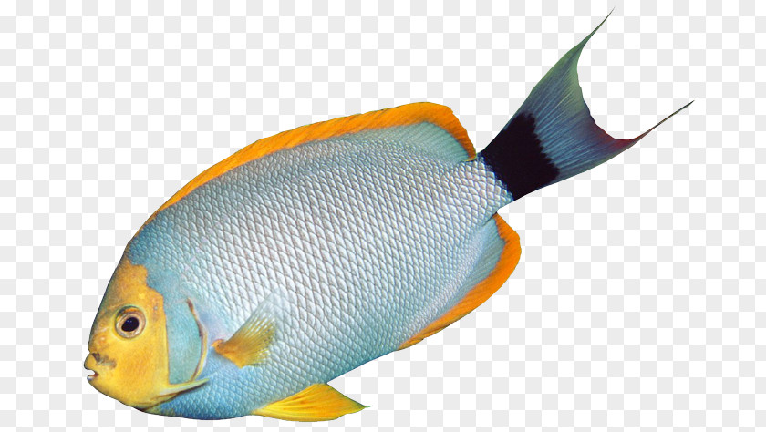 Hawaiian Fish Cliparts Angelfish Tropical Bass Clip Art PNG