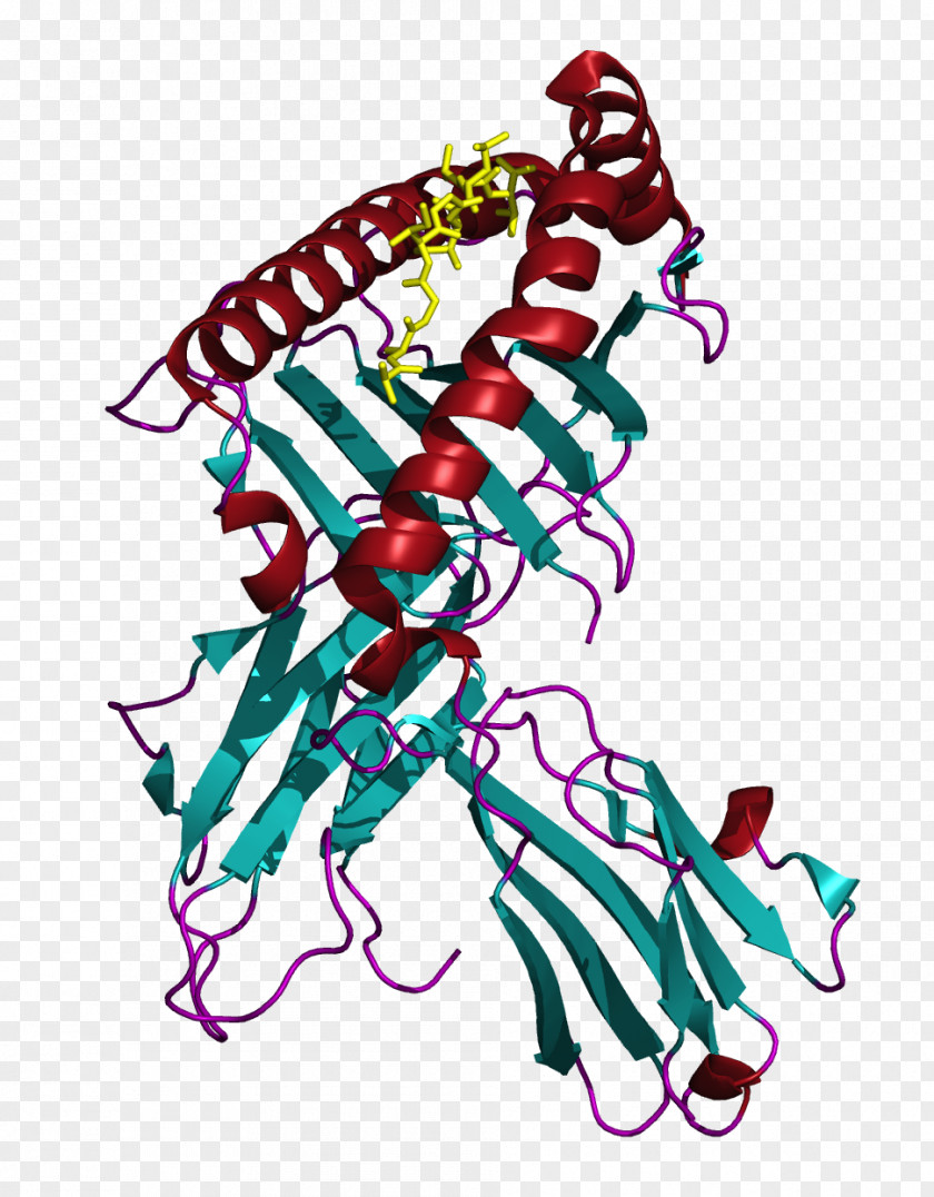 MLANA Human Leukocyte Antigen Major Histocompatibility Complex MHC Class I PNG