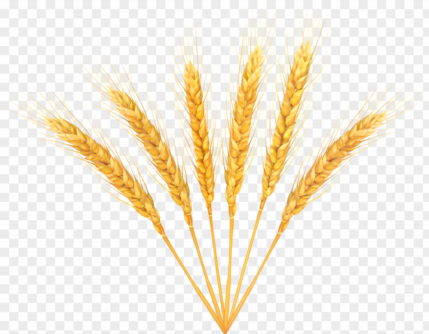 Wheat Decoration Clip Art Image PNG