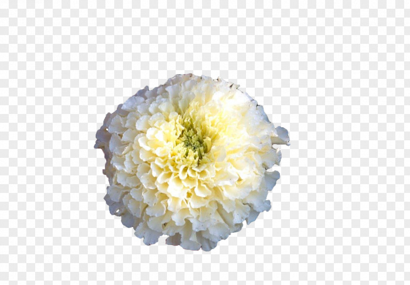 White Marigold Mexican Calendula Officinalis Flower PNG