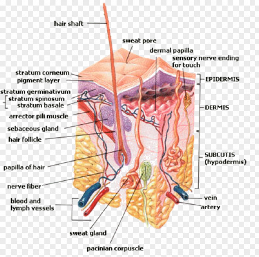 Hair Follicle Sweat Gland Perspiration Human Body PNG