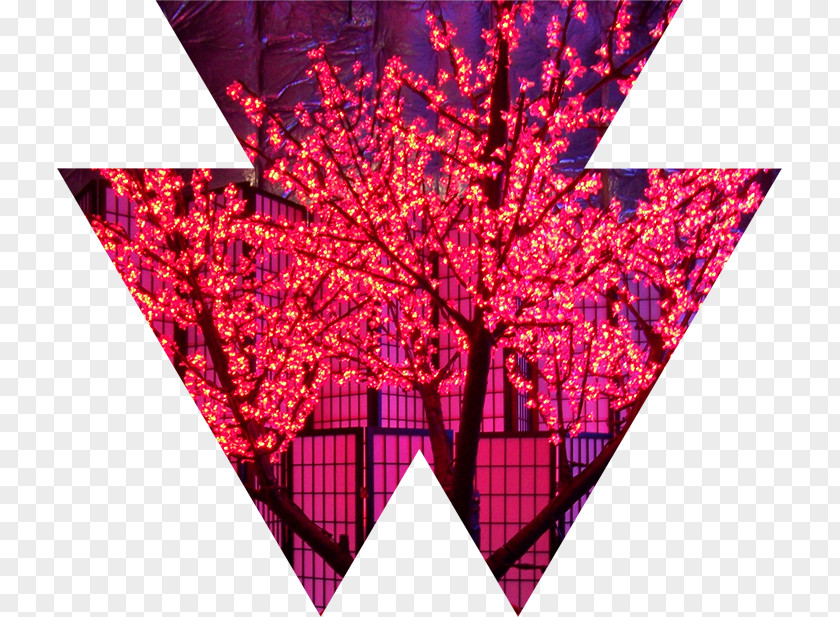 Illuminated Lights Wizard Connection Cherry Blossom Event Management Light PNG