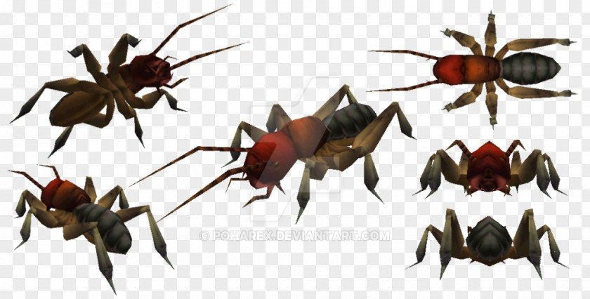 Insect Carnivores 2 Mandible PNG