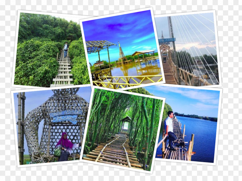 Mangroves Nglinggo Tea Plantation Waduk Sermo Mount Merapi Tourist Attraction Tourism PNG
