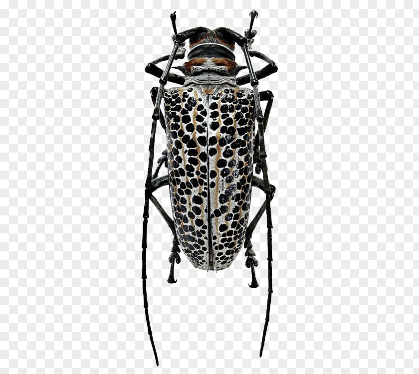 Metal Insect Living Jewels: The Natural Design Of Beetles Batocera Rosenbergia Straussi PNG