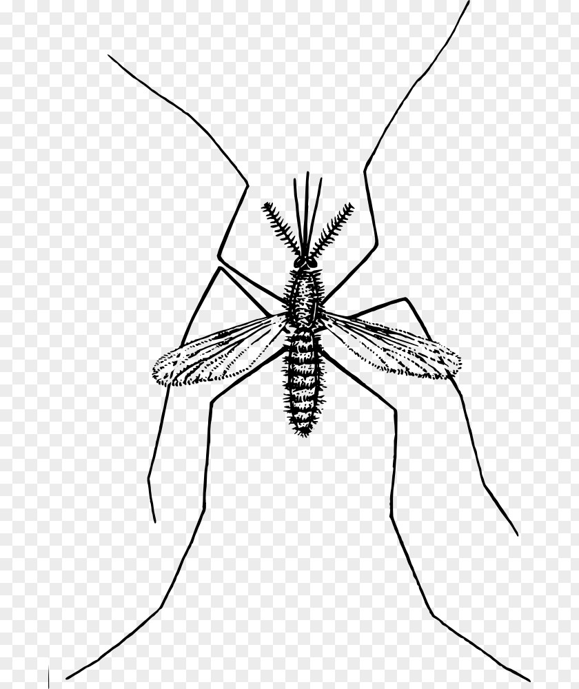 Mosquitoes Clip Art PNG