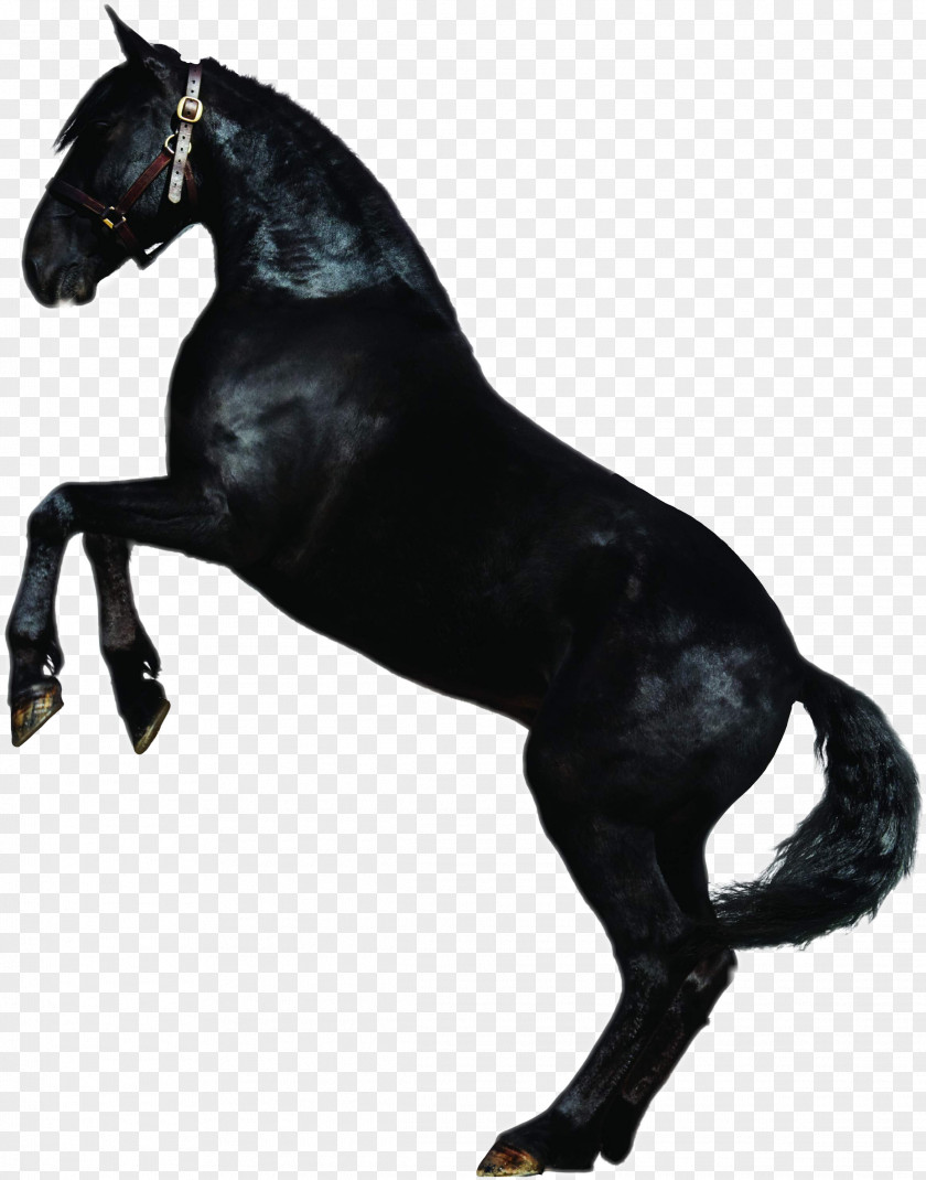 Mustang Stallion Rein Mare Equestrian PNG