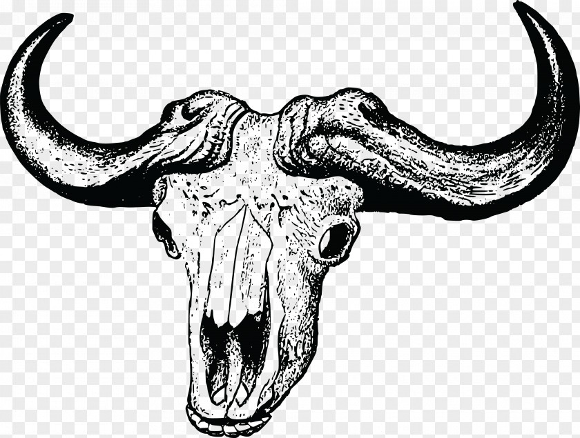 Ox Skull African Buffalo Clip Art PNG
