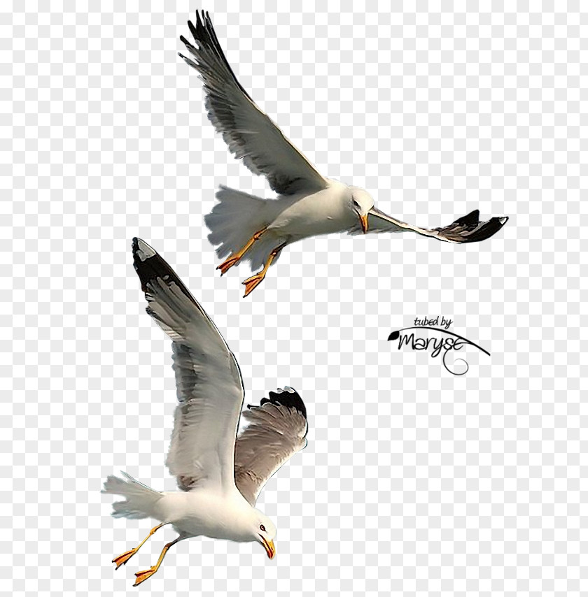 Seagulls Flying Bird Photography Gulls PNG