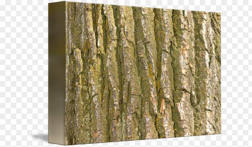 Tree Bark Trunk Wood /m/083vt Birch PNG