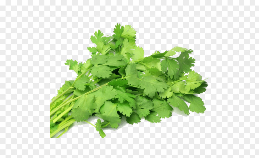 Annual Plant Parsley Family India Flower Background PNG