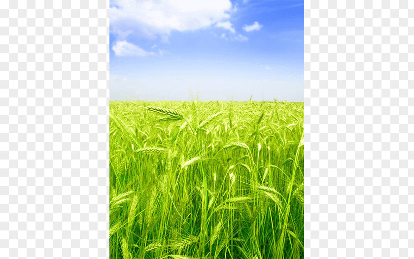 Barley Green Wheat Field With Cypress Fields The Shutterstock PNG