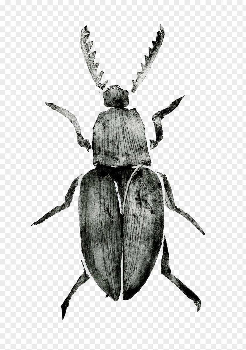 Beetle Japanese Rhinoceros Dung Weevil Dynastinae PNG