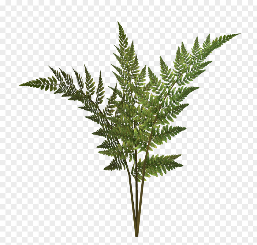 Fern Vector Graphics Plants Image PNG