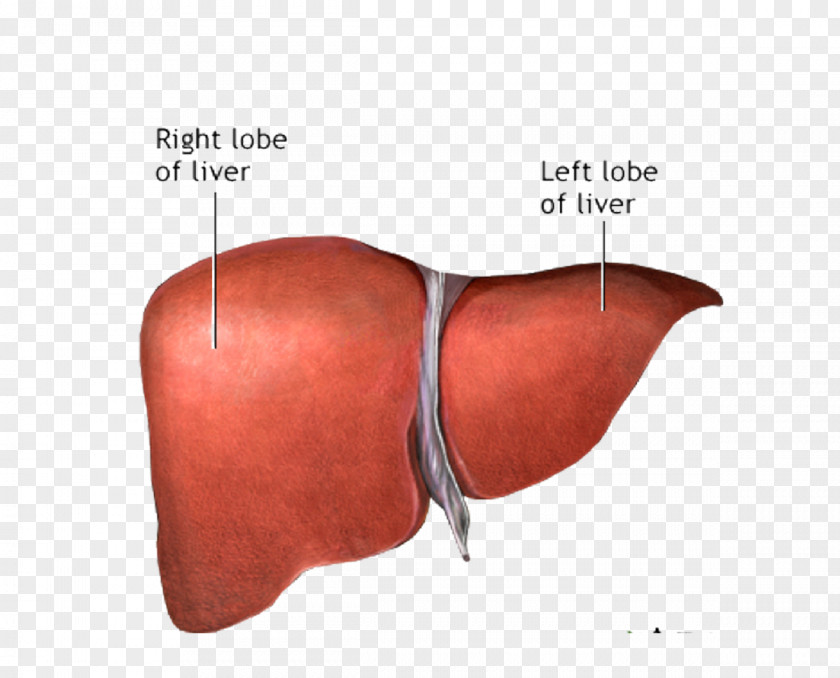 Liver Image Cancer Transplantation Anatomy PNG