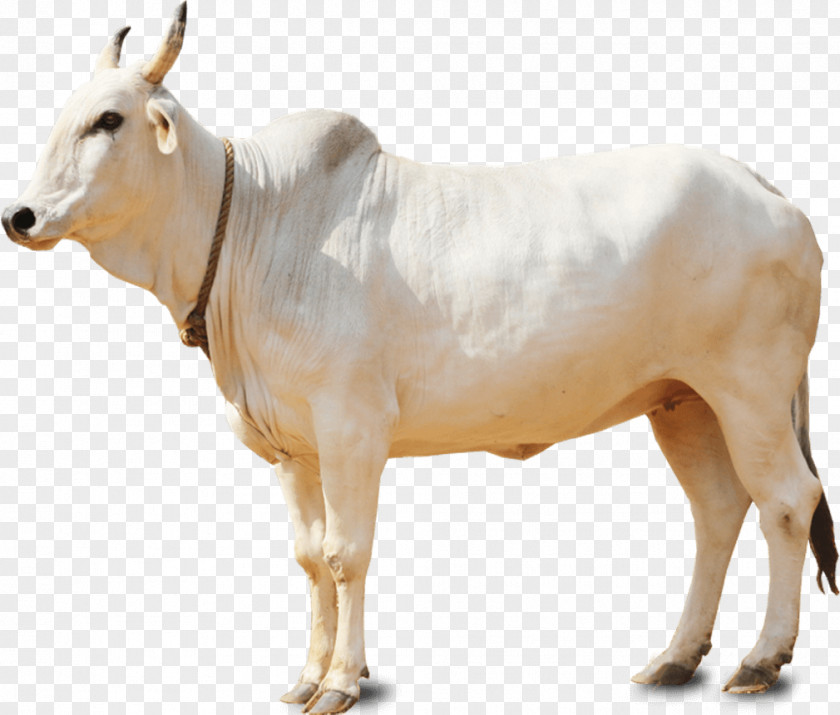 Milk Cow Holstein Friesian Cattle Gyr Goat White Park PNG