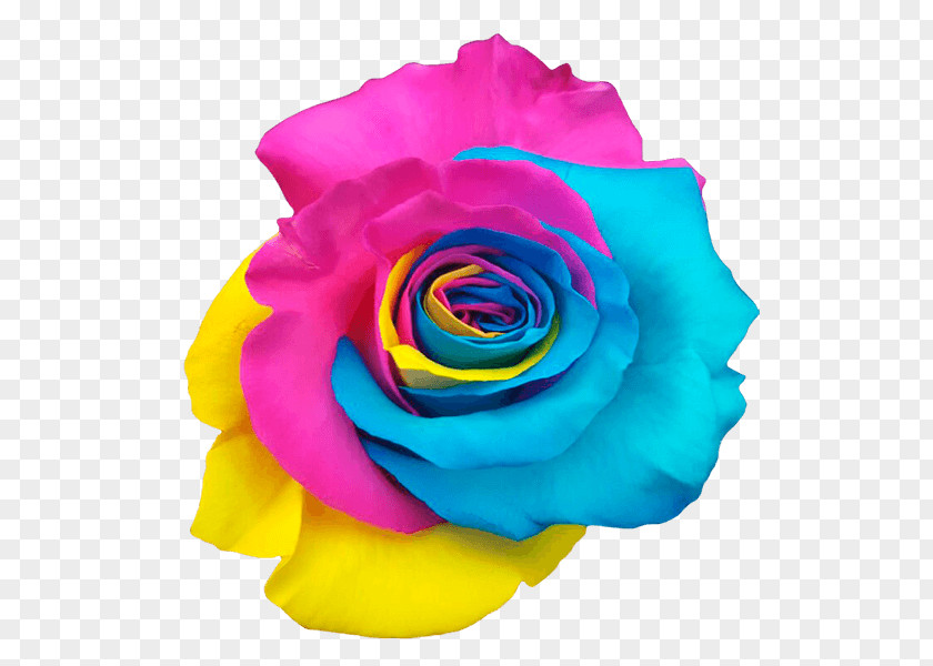 Rainbow Rose Garden Roses Centifolia Color Pink PNG