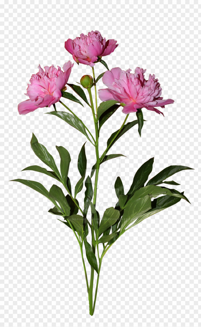 Subshrubby Peony Flower Common Daisy Plant Animation PNG