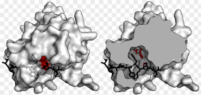 TEV Protease Tobacco Etch Virus Catalytic Triad Structure PNG