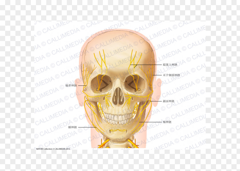 Auriculotemporal Nerve Head And Neck Anatomy Human Body Anterior Triangle Of The PNG