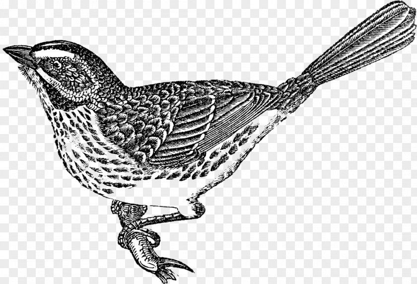 Bird Nest Swallow Sparrow Clip Art PNG
