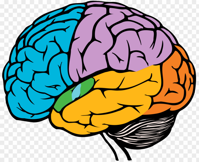 Brain Drawing Clip Art PNG