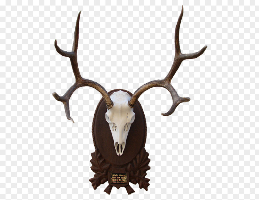 Deer Elk White-tailed Moose Reindeer PNG