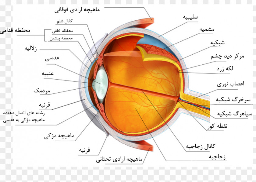 Eye Human Anatomy Sclera Heart PNG