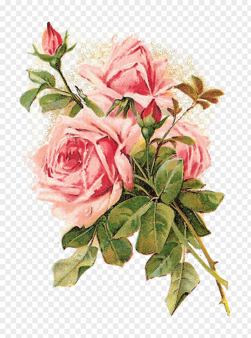 Flower Arranging Common Peony Bouquet Of Flowers Drawing PNG