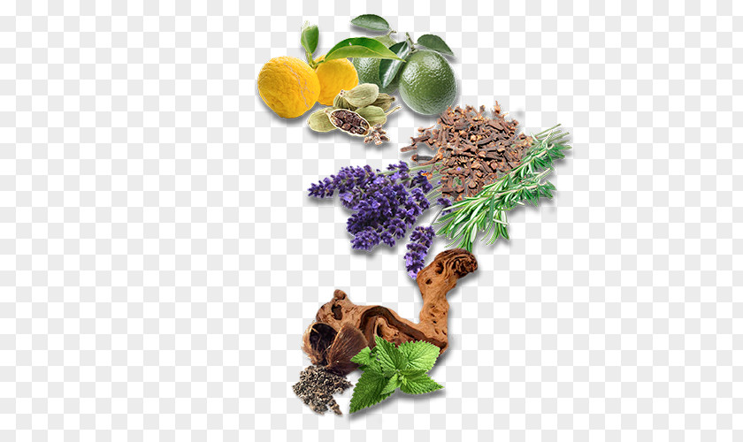 Bergamot English Lavender Herbalism Recipe Milliliter PNG
