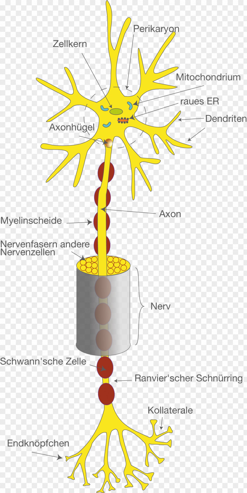 Brain Neuron Collateraal Nervous System Dendrite Axon PNG