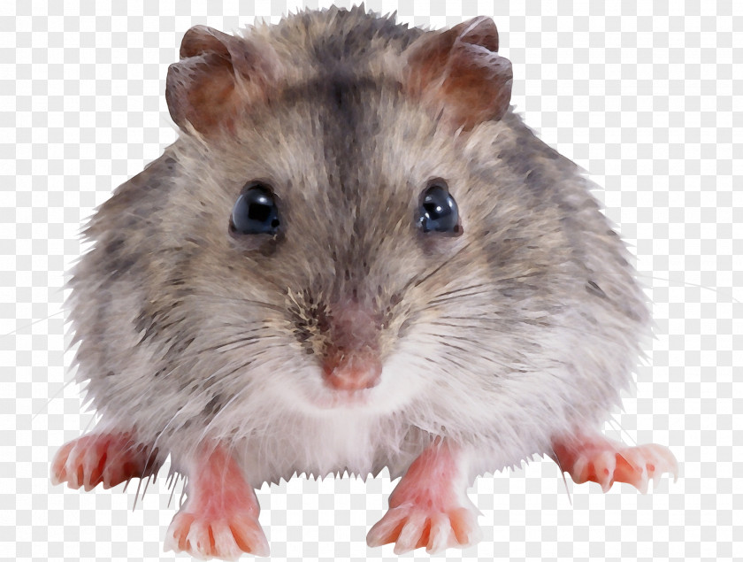 Fawn Degu Hamster Background PNG