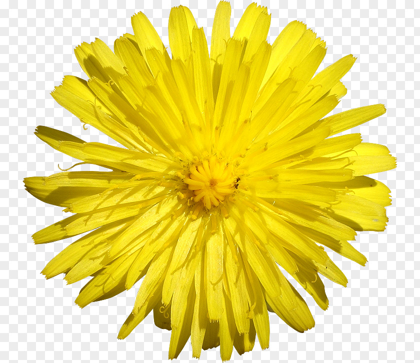 Flower Common Daisy Stock Photography Clip Art PNG