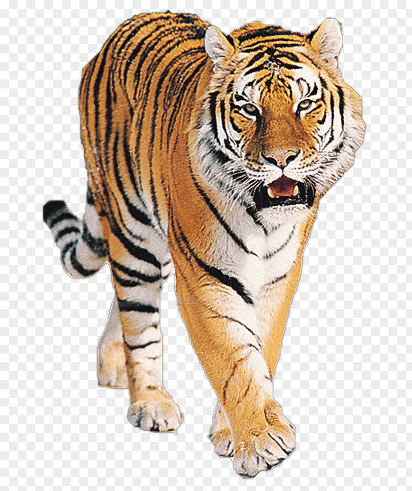Lion Siberian Tiger Bengal Big Cat Sumatran PNG