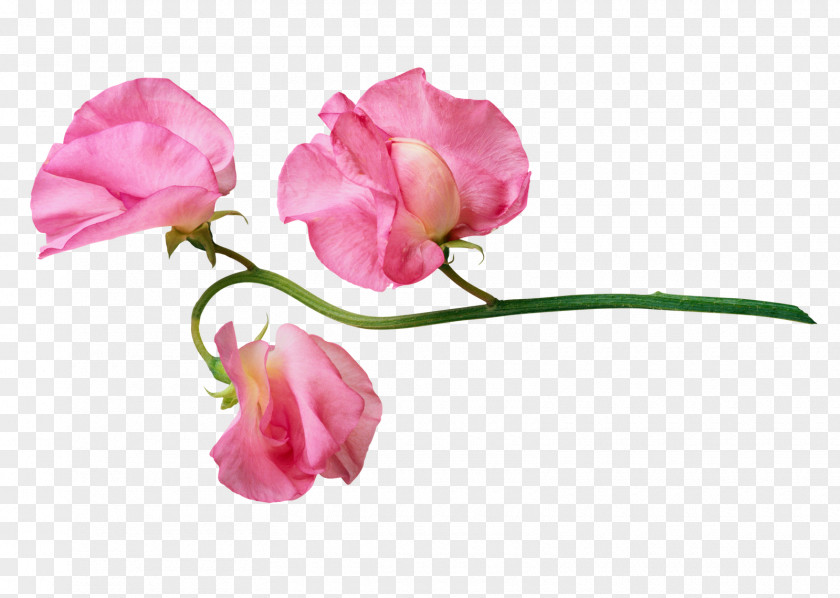 Mothers Day Flower PNG
