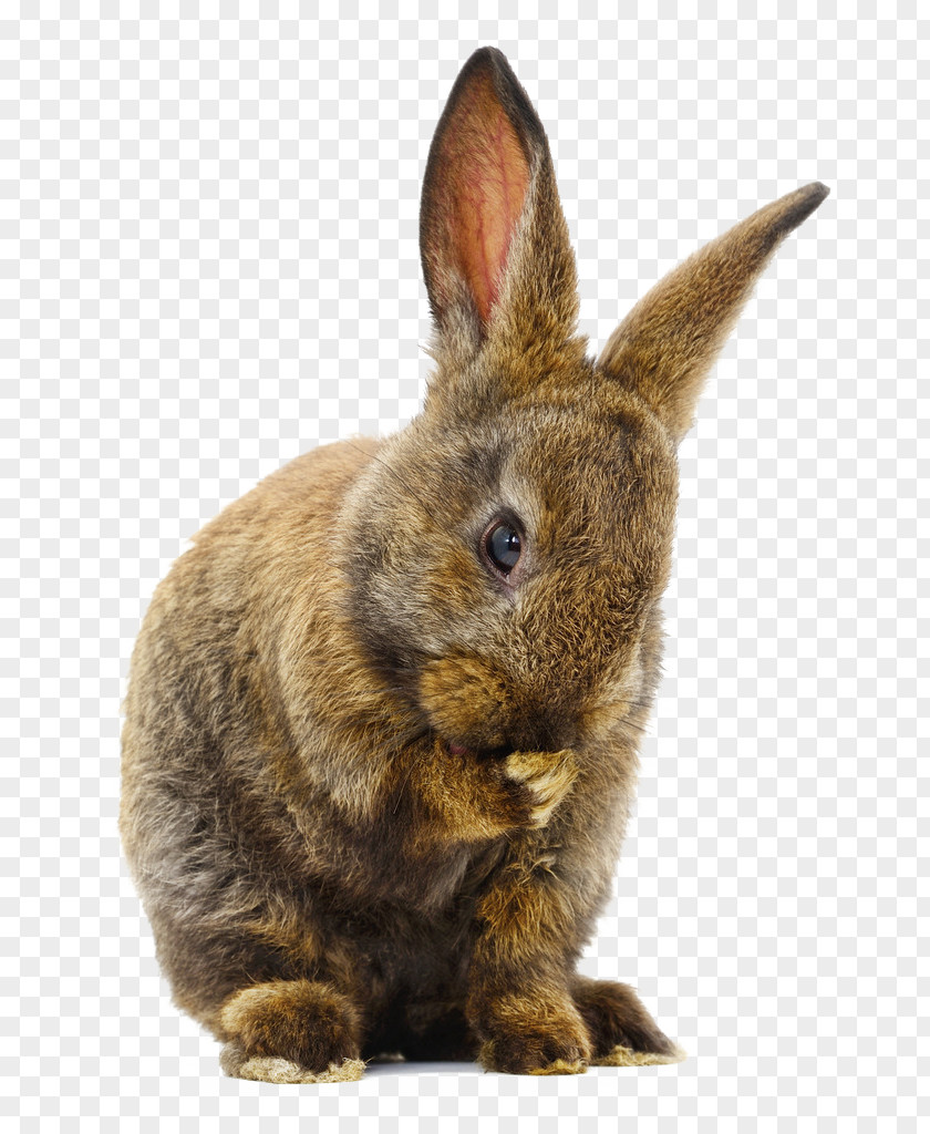 Mountain Bunny Domestic Rabbit Cuy Hare PNG