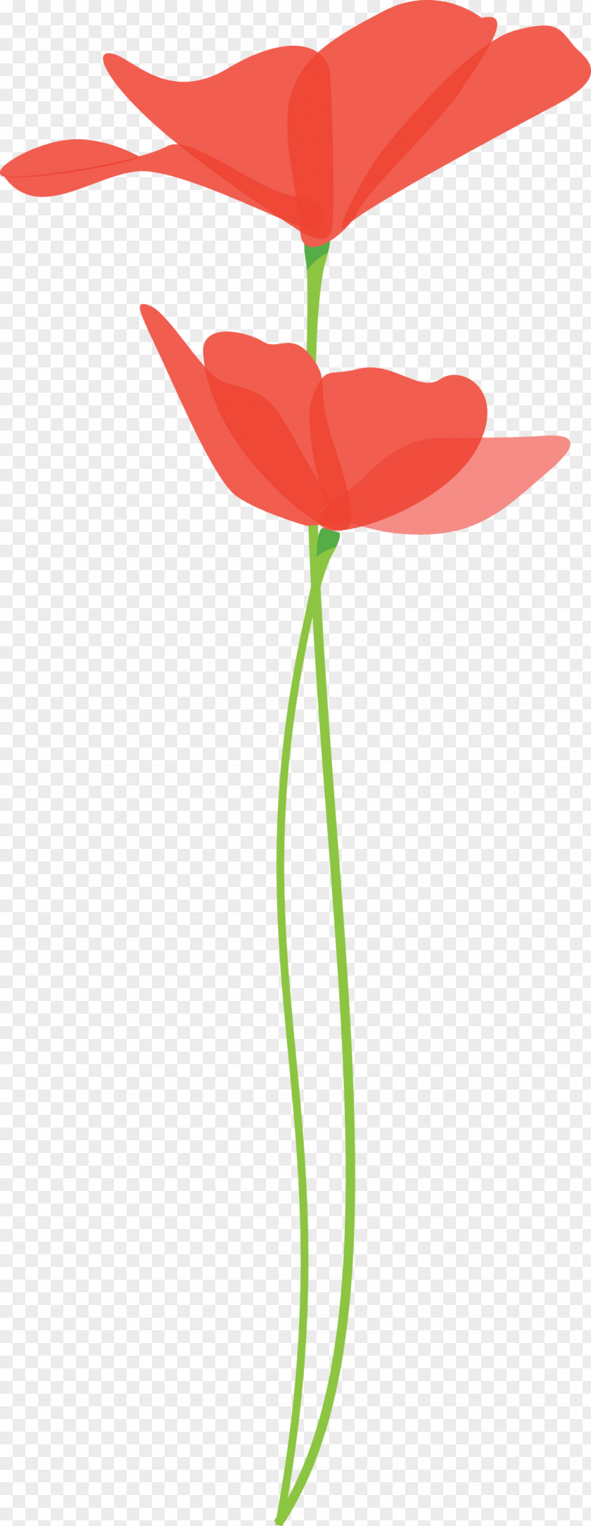 Poppy Flower PNG