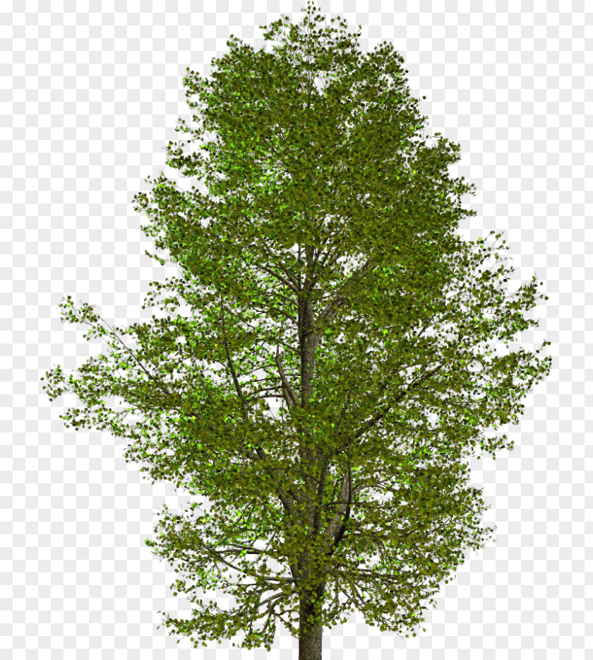 Tree American Sycamore Clip Art Oak PNG