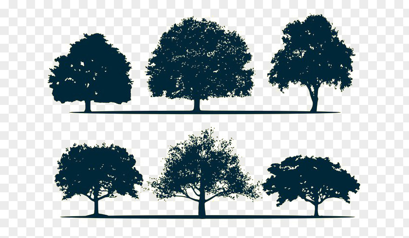 Tree Silhouette Oak PNG