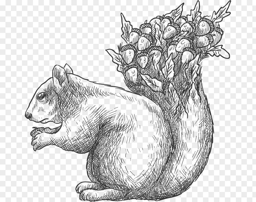 Vector Hand-drawn Sketch Squirrel Drawing Euclidean Tree Acorn PNG