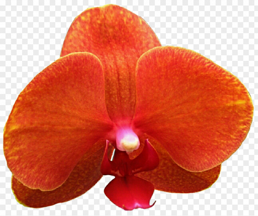 Burgundy Orchid Moth Orchids Cattleya Stock Photography Clip Art PNG