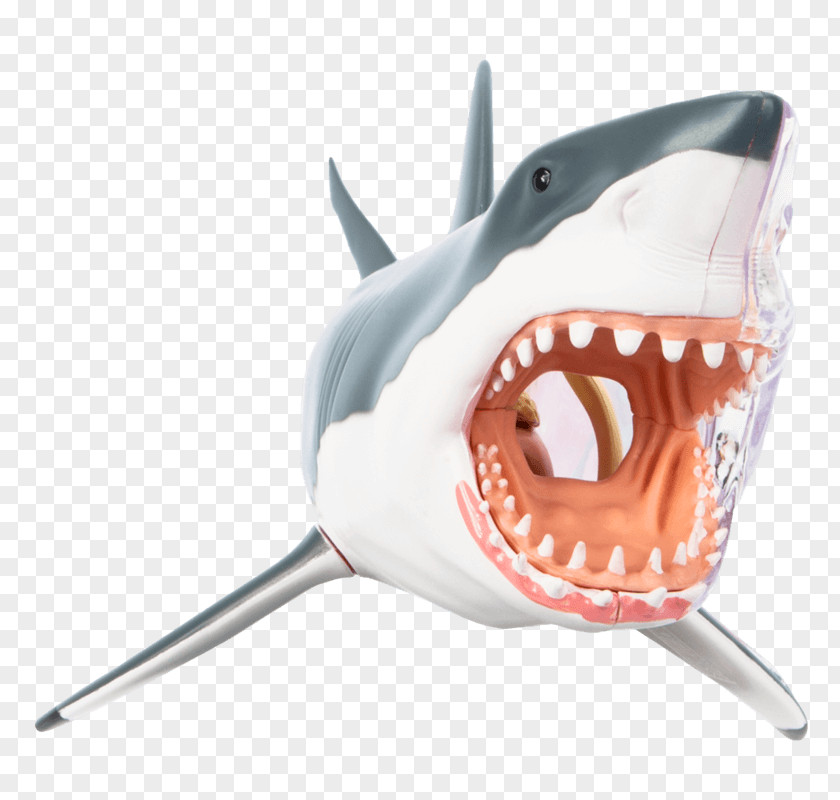 Shark Great White Chumming Fishing Isurus Oxyrinchus PNG
