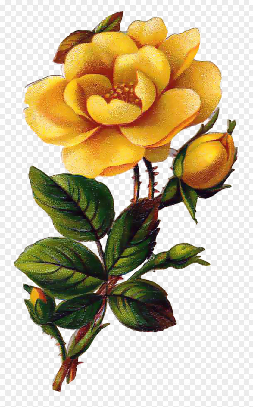 Tiff Rose Yellow Flower Clip Art PNG