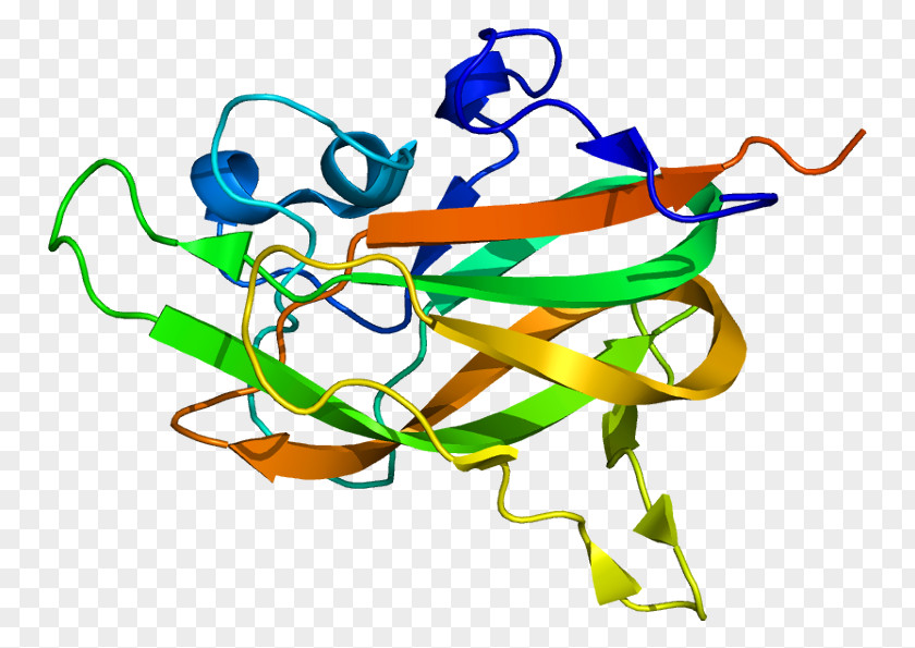 Axon Guidance Neuropilin 1 Receptor Semaphorin Vascular Endothelial Growth Factor PNG