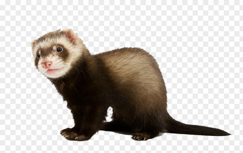 Bow Mink Ferret Stoat Stock Photography PNG