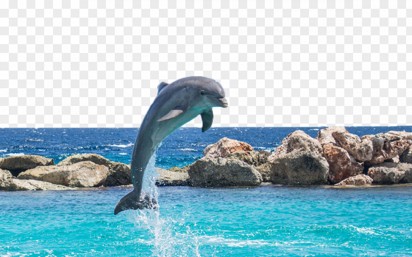 Dolphin Mahi-mahi Seawater Fish Aquarium PNG