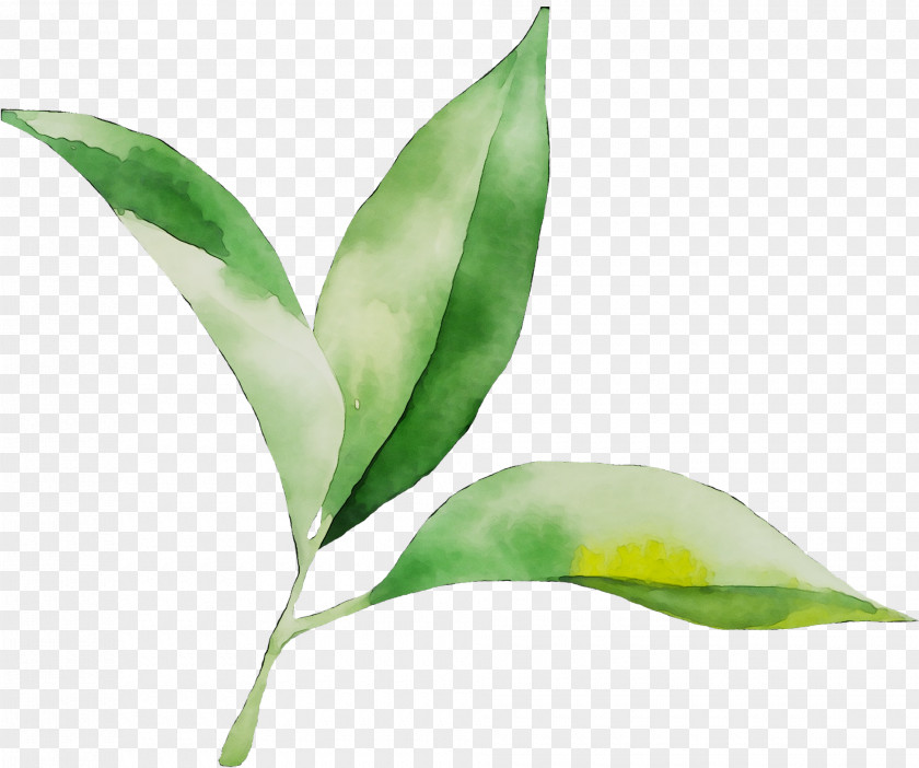 Leaf Plant Stem Branching Plants PNG